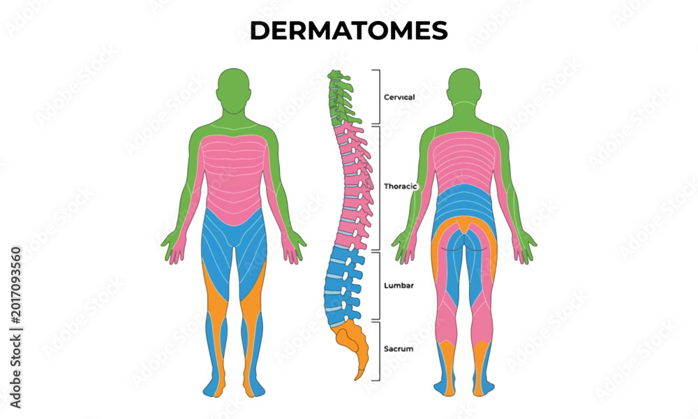 Human Dermatomes Map with Spinal Column Nerve Chart Illustration Stock ...