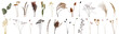 © Pixel-Shot - Collage of dried plants on white background