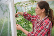 © Marina Demidiuk - Gardener woman working in a greenhouse. Female organic farmer takes care a green seedlings in a garden. Girl trimming tomatoes. Plant nursery worker in red check shirt weeding sprouts. Gardening club
