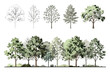 © Shahnaz - Watercolor tree elevations and sketches set for architectural visualization and landscape design