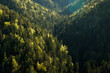 © 9parusnikov - Sunlight hitting thick evergreen forest canopy