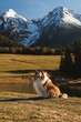 © 9parusnikov - Rough Collie dog sitting in meadow with mountains