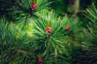 © gudrun - Red inflorescence of a female pine tree in spring. Seasonal nature background. Close-up.