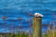 © Karsten - Ausblick auf eine Wasserlandschaft in Dänemark an der Ostsee
