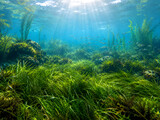 Peaceful underwater meadow filled with lush green marine grass swaying in the current, sunlight filtering from above, isolated on transparent background for serene nature graphic design projects.