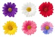 © Ahmmed - Collection of six vibrant daisy flowers in purple white red yellow pink and blue on white background