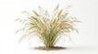 © Giki - A clump of tall grass with green and yellow blades and a dirt base isolated on white background