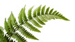 © Bogdan - Green fern frond with delicate serrated leaves, isolated on transparent background