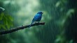 © Zeva - Blue bird perched on branch in rainforest during rain. Nature photography
