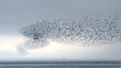 © LumiStock - Thousands of starlings perform a mesmerizing murmuration a breathtaking aerial ballet of synchronized flight creating abstract shapes against a vast overcast sky above a tranquil