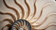 © Adz - Close-up of a Nautilus Shells Spiral Structure and Chambers.