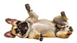 © Finn - Fawn French Bulldog puppy lying on its back, isolated on transparent background