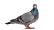 © Finn - Gray pigeon with iridescent neck feathers, isolated on transparent background