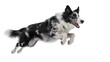© Nicolas - Energetic black and white border collie dog mid-air jump, isolated on transparent background