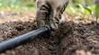 © Mahmuda - installing drip irrigation system in garden | hand in work glove adjusting water pipe | sustainable agriculture watering techniques | efficient backyard garden irrigation setup