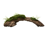 Curved weathered driftwood log covered with lush green moss and ferns, isolated on transparent background