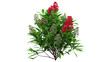 © ArchZone BD - Small ornamental bush with clusters of red and white flowers isolated on alpha channel for garden visualization.