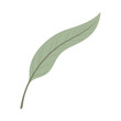 © Ruslan - A green leaf rests on a plain white background. The leaf has a smooth surface and long shape with visible lines. It is day and there is good lighting on the leaf