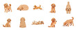 © NineteenVisualStudio - Playful Goldendoodle Dog Pose Pack Flat Design Cute Pet Vector Collection
