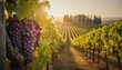 © dang - A cluster of ripe red grapes in the foreground of a scenic vineyard in Tuscany, Italy, at sunset with a rustic farmhouse in the background.