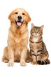 © PNG Studio 99 - Golden retriever dog and tabby cat sitting together on black png isolated transparent