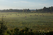 © Sarune Zurba - Hay bales scattered across a green rural field on a misty morning landscape