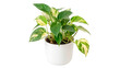 © Hanna - A fresh green variegated pothos houseplant growing elegantly in a modern round white ceramic flowerpot isolated on transparent background