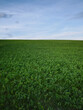 © Jacek - Green field under an open sky, a simple rural nature background for agriculture, ecology and sustainability themes
