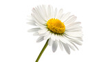 A bright vibrant blooming white daisy flower camomile with a yellow center and green stem isolated on transparent background cut out