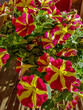 © Maria Novas - flores vermelhas e amarelas