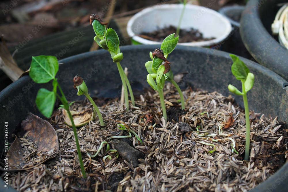 Young bean seedlings that have just grown in black plastic pots filled ...