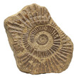 © Best - Ancient Fossilized Ammonite Shell Embedded in Rough, Textured Stone isolated on white background