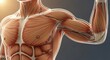 © FarhanaSheri - Anatomical illustration of human shoulder and arm muscles