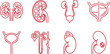 © Sadhin - Red line art illustration of human kidneys ureters bladder and urinary system organs.