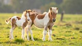 Two brown and white ponies standing.