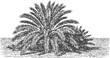 © Purple_Lamp - Vintage date palm tree engraving antique botanical illustration detailed fronds trunk desert landscape black and white drawing