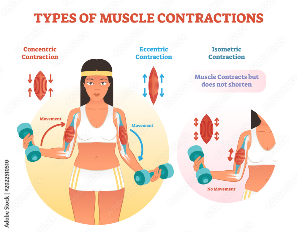 Muscle contractions scheme with arm cross section and fitness weight ...