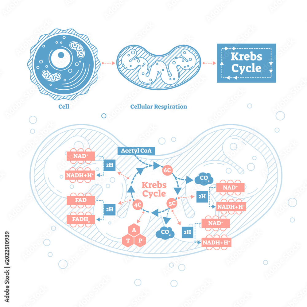 Krebs cycle illustration, transparent background. Cellular respiration ...