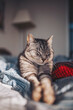 © Cristina - A cat sleeps on a bed with a blanket in a cozy room during the day