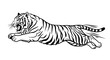 © rini - Aggressive running tiger black and white vector illustration