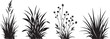 © Shaiq - Black silhouette grass tufts and wild meadow plants, botanical field greenery vector set, organic garden weed and floral foliage elements