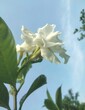 © Abdur Rahim  - White Tagar Flower with Blue Sky Background