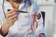 © Yanisa - A professional male physician, wearing a white lab coat, is presenting a detailed anatomical model of the kidneys, urinary tract, and male reproductive organs to a patient, while explaining kidney fun