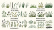 © PYARA - An illustration showcasing various types of grass and wildflowers in a garden setting with labeled sections for different plant elements. ,   vector illustration sets