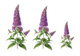 Three purple butterfly bush flower spikes with green leaves isolated on a transparent background