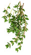 © Анна Мальшакова - Fresh thyme sprigs with green leaves and transparent background