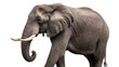 © Aliona - African elephant with large tusks detailed wrinkled skin, isolated on transparent background