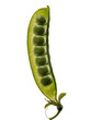 © Oisin - Isolated vibrant green fresh pea pod, beautifully open and displaying raw garden peas inside