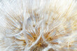© yrabota - Macro photo of delicate dandelion seed head, natural botanical textured pattern from white fluffy seeds flower on soft beige background. Beauty nature aesthetic photo with closeup organic texture.