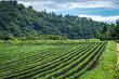 © OFFICE TK - 嬬恋村の高原に整然と並ぶ若いキャベツ畑の夏景色（群馬県）